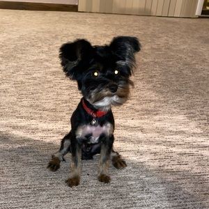 Meet your Posher, Otis